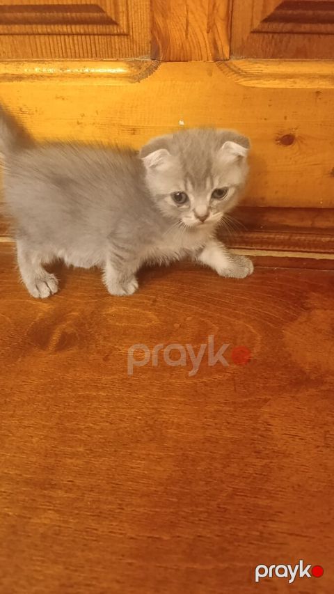 Şinşilla pişiyi — Bakı
