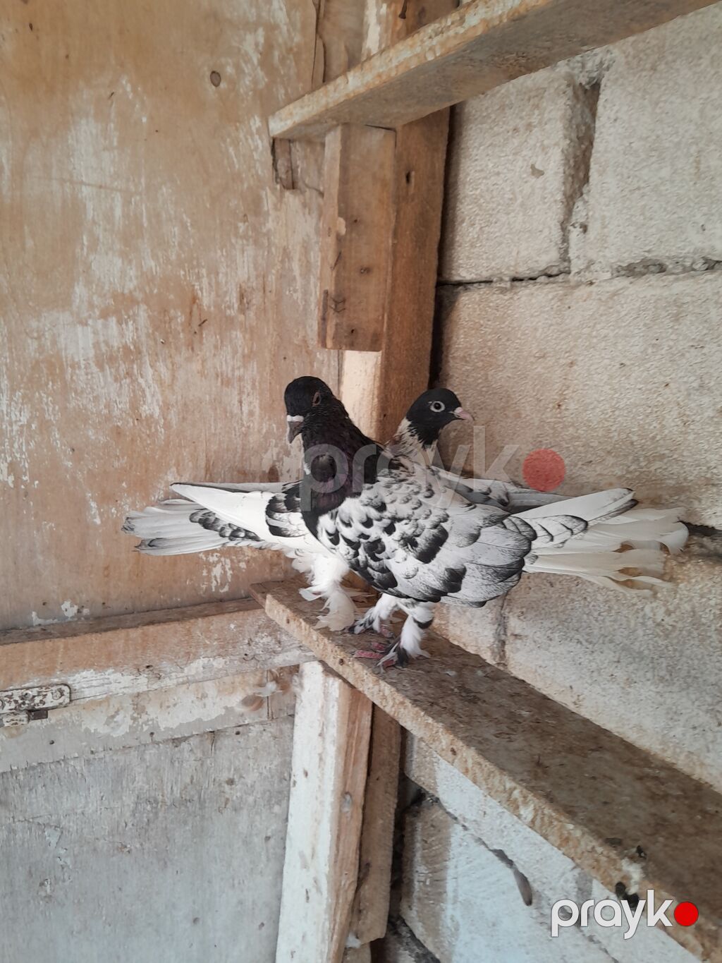 Qarabasllar yumrta ustundedi. hundur ayaq 18 19 tuk tam saglamdi — Göyərçin, Bərdə (3)