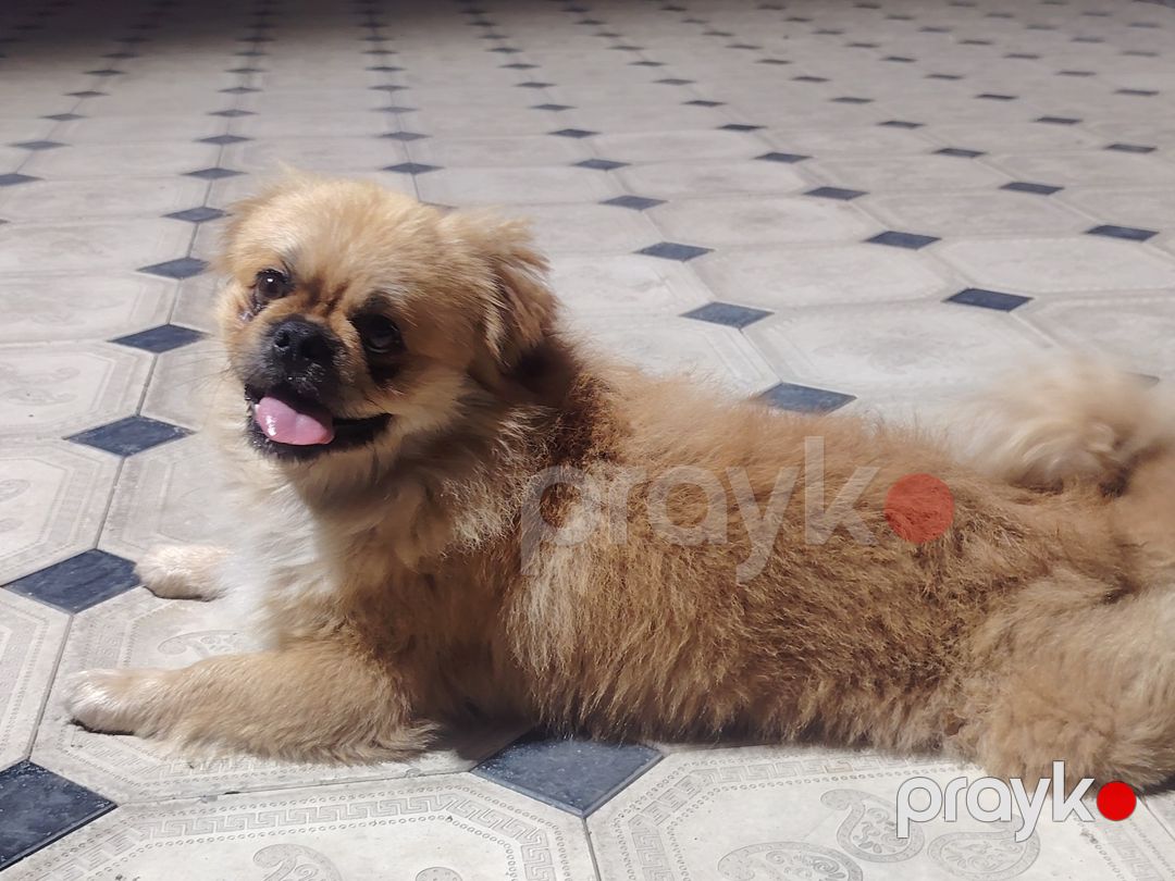 Pekines — Köpəklər, Bakı (4)