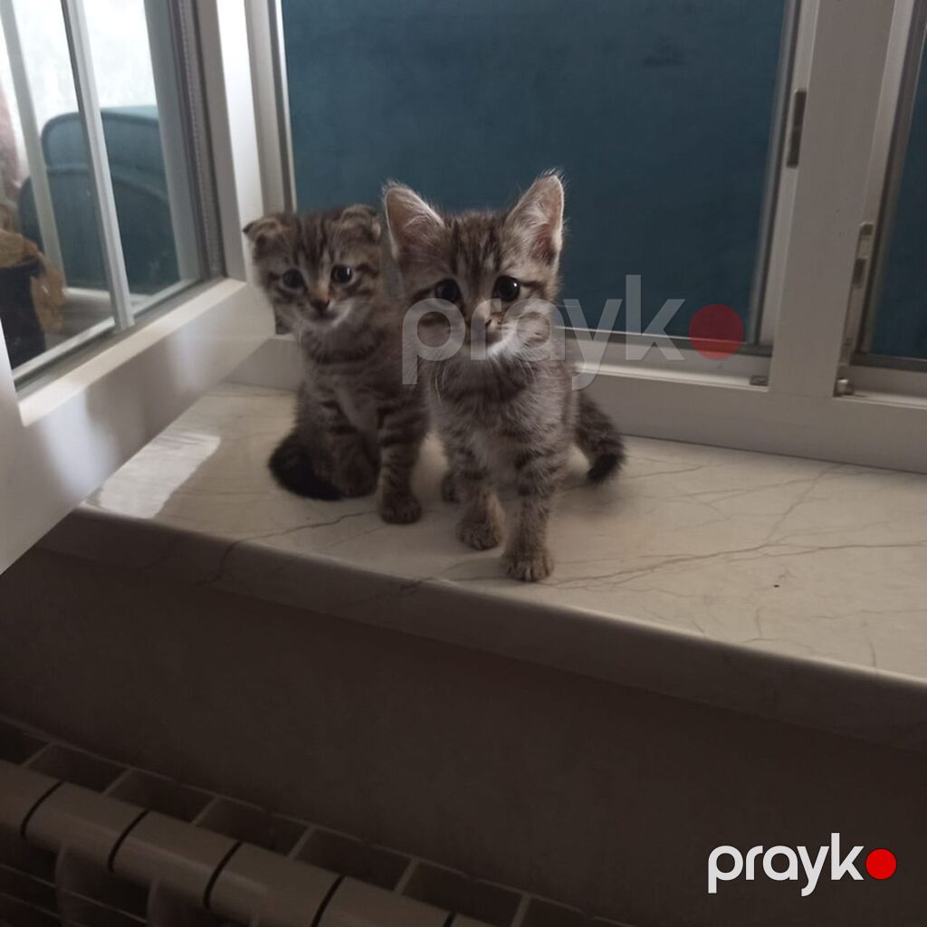 Tabbi — Pişiklər, Sumqayıt (4)