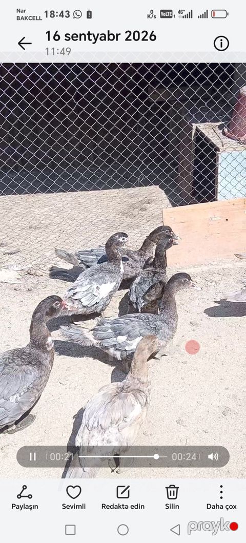 Ördəklər — Bakı