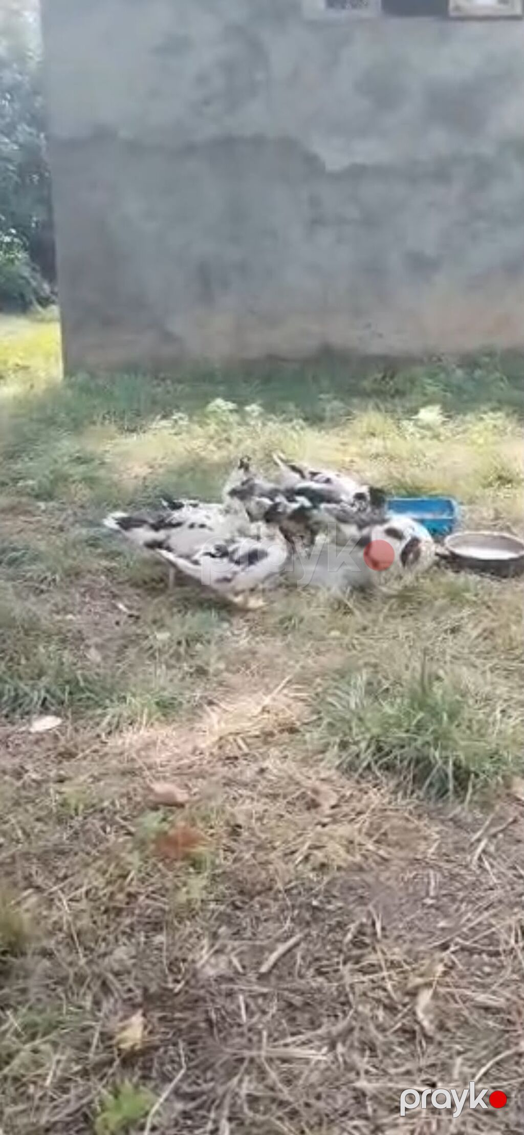 Say: şəkillərdə bir neçə yetkin və gənc fərd görünür — Digərləri, Bakı (5)