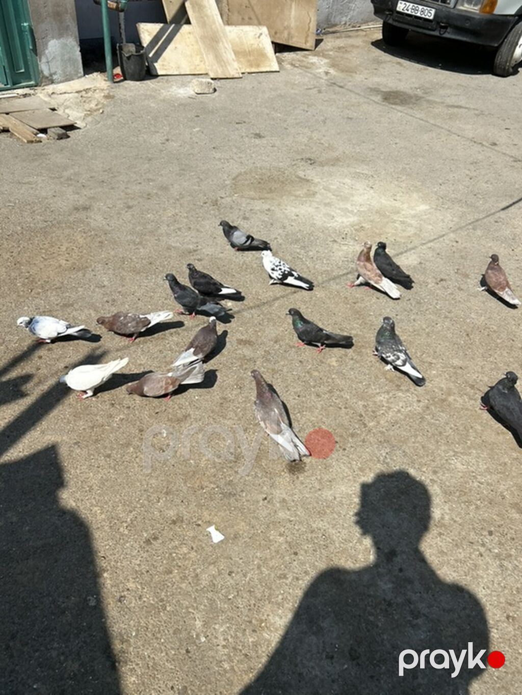 Salam 17 dene quwdu 2 manatdan hamsi saglam quwdardi — Göyərçin, Bakı (3)