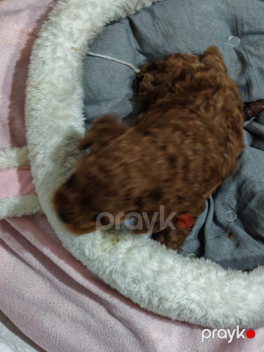 Maltipoo — Köpəklər, Bakı (4)