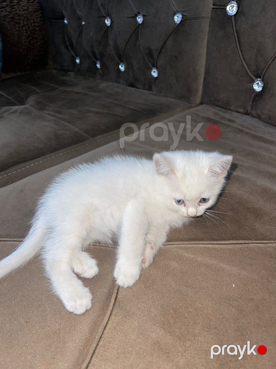 Türk anqora pişiyi — Pişiklər, Bakı (3)