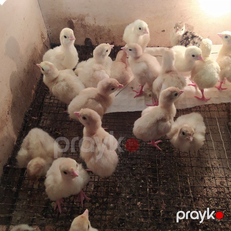 Hinduşka cücələri — Quşlar, Bakı (5)