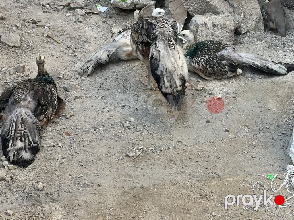 Tovuz quşları satılır, 4-5 eded. Beçediler — Digərləri, Bakı (2)