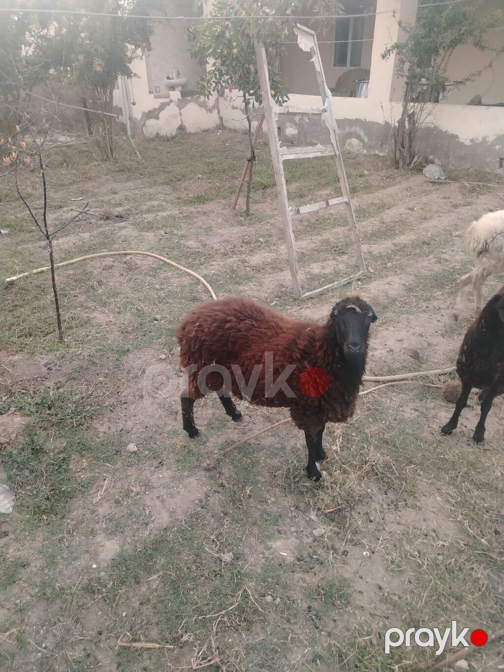Dişi, il: 1, Damazlıq — Kənd təsərrüfatı heyvanları, Digah (5)