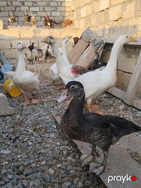 Ördey qaz satilir 3 ay yarimliədilar — Sumqayıt