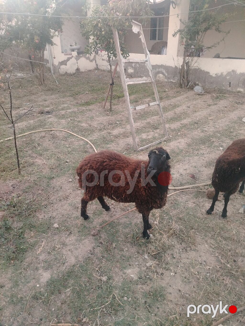 Dişi, il: 1, Damazlıq — Kənd təsərrüfatı heyvanları, Digah (3)