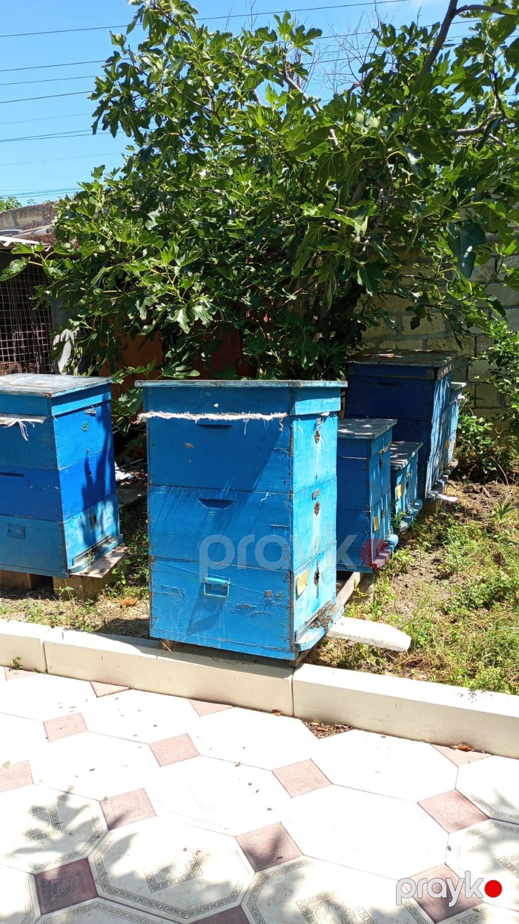 Arıçılıq üçün mavi rəngli taxta pətəklər dəsti - Məhsul: Arı — Kənd təsərrüfatı avadanlığı, Mingəçevir (2)