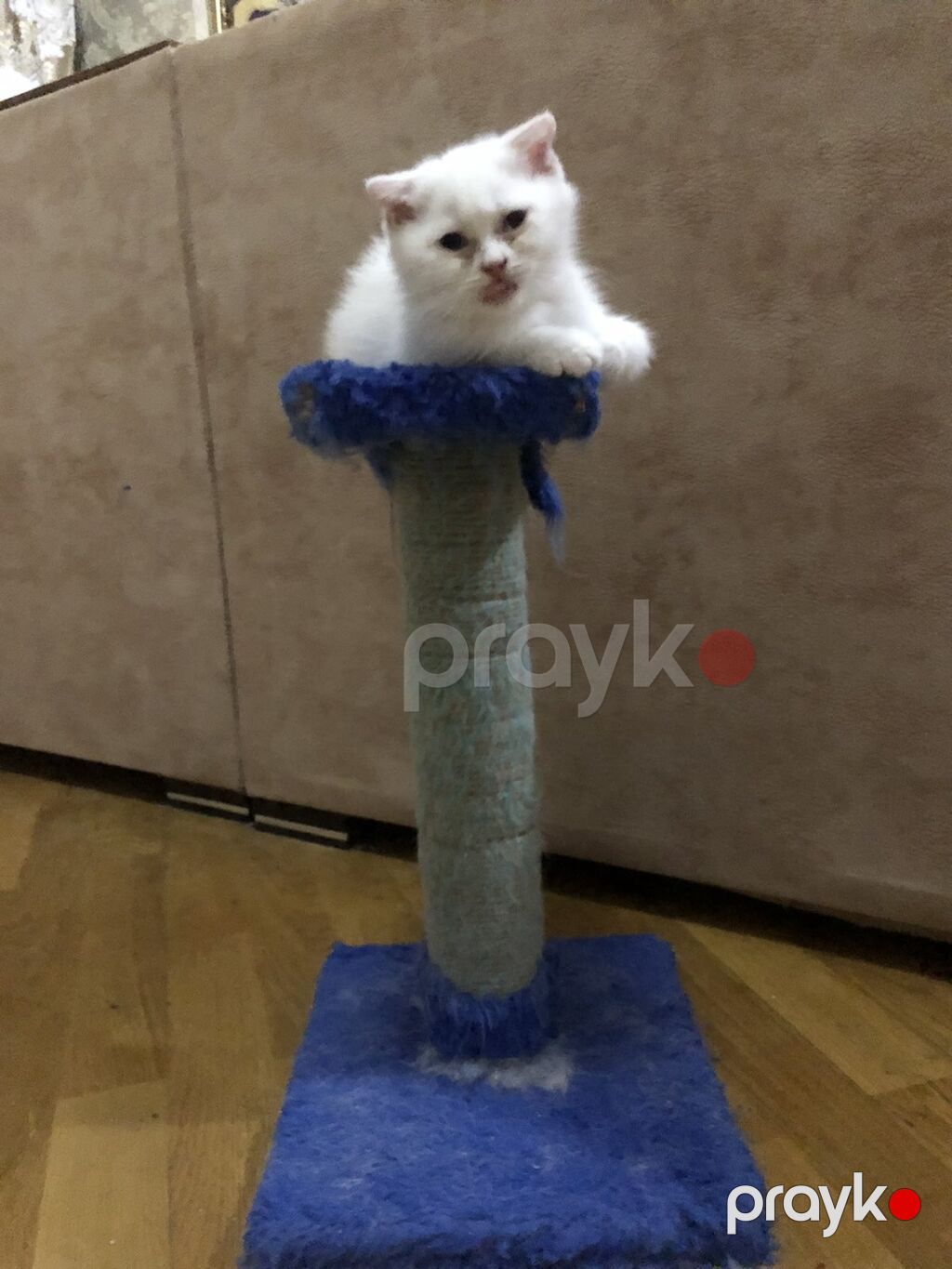 Şotland — Pişiklər, Bakı (7)