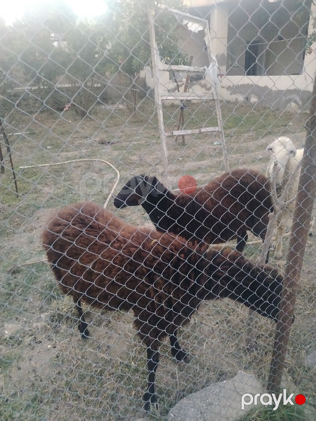 Dişi, il: 1, Damazlıq — Kənd təsərrüfatı heyvanları, Digah (8)
