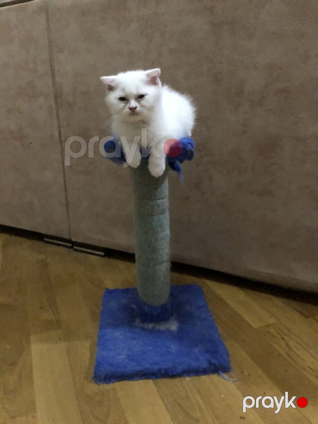 Şotland — Pişiklər, Bakı (8)