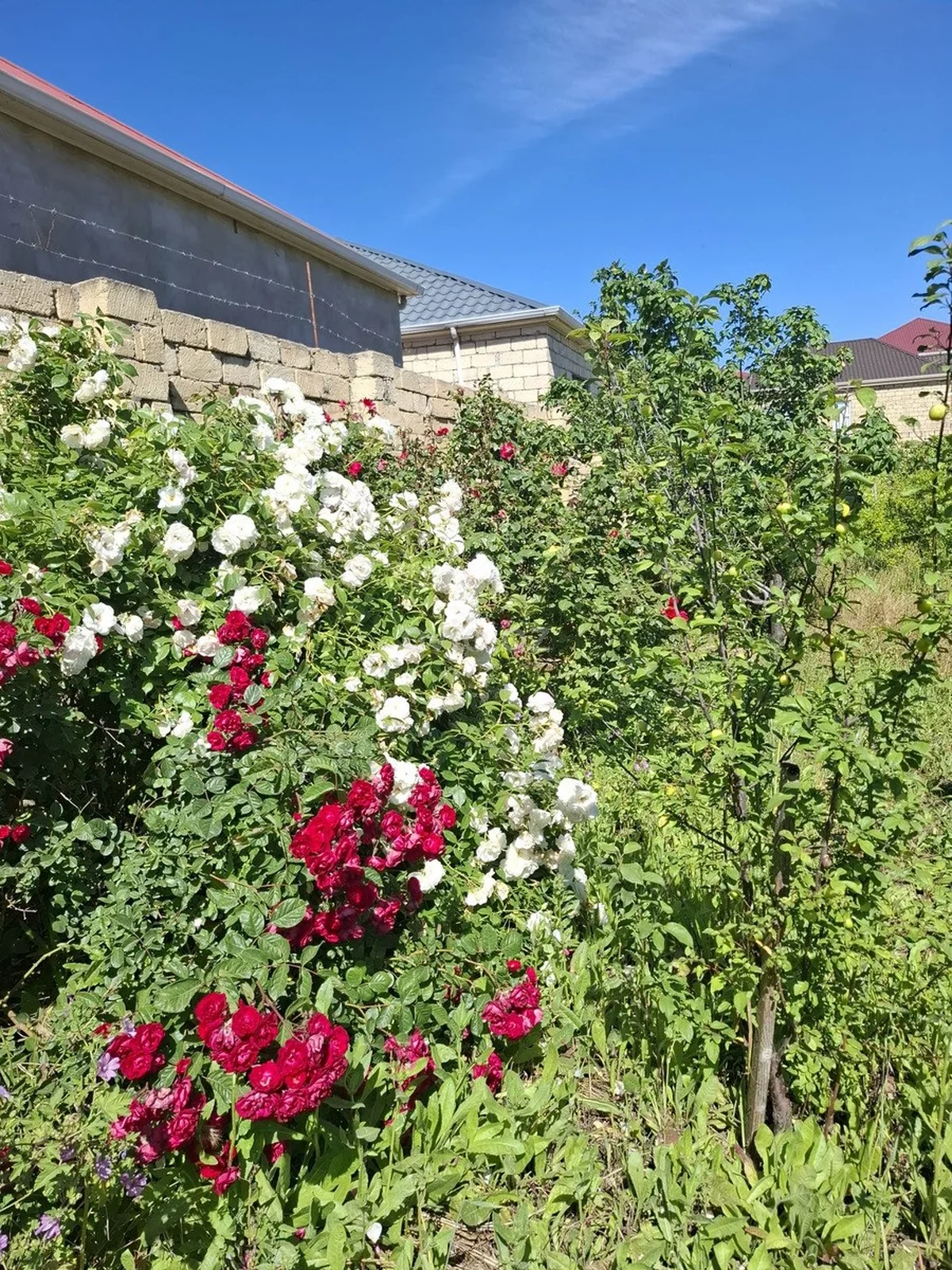 Torpaq sahəsi satılır Müşfiqabad qəsəbəsində — Torpaq, Bakı (3)