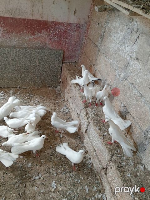 Göyərçin — Bakı