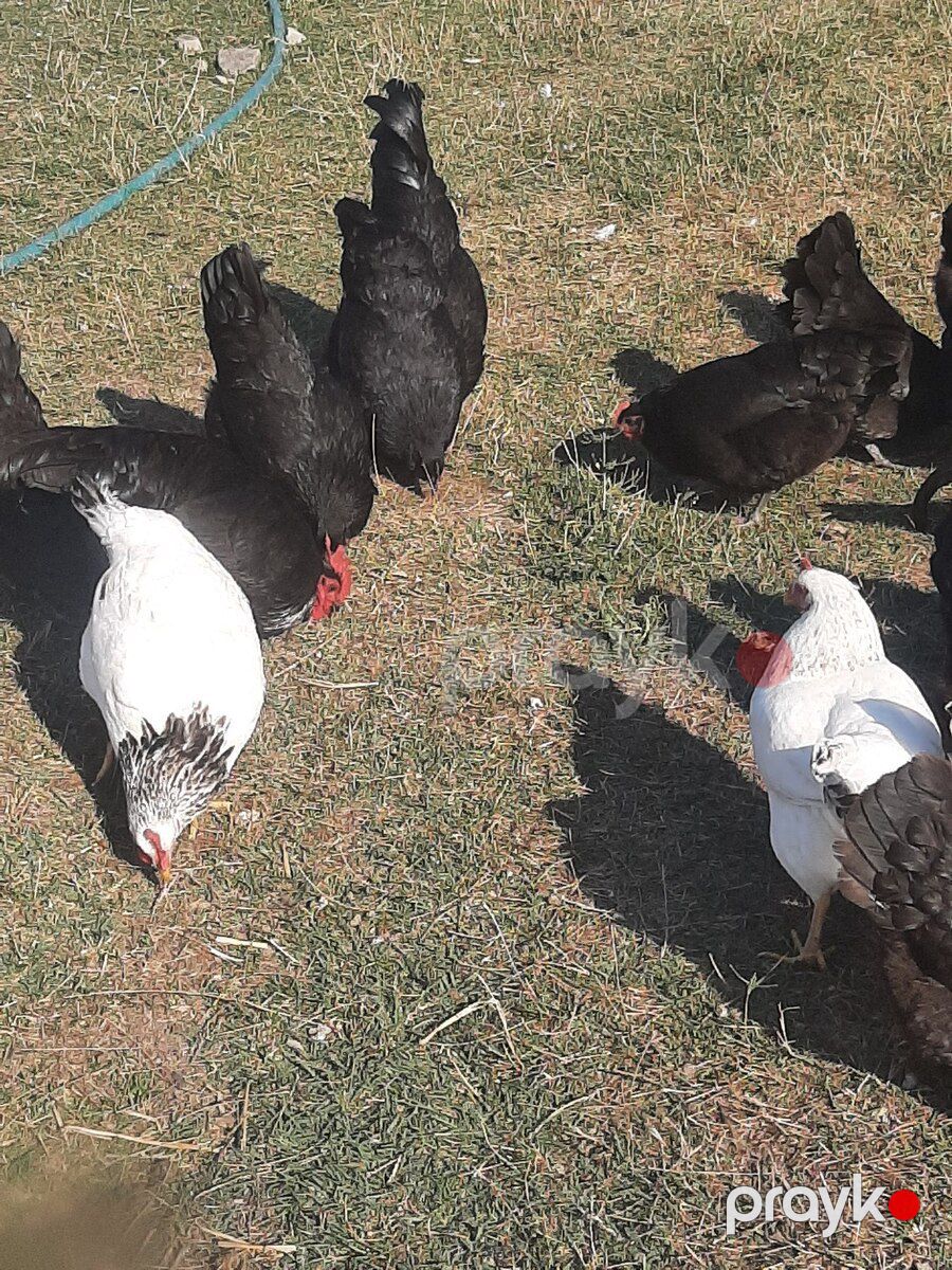 Avstralorp toyuqları — Quşlar, Oğuz (5)