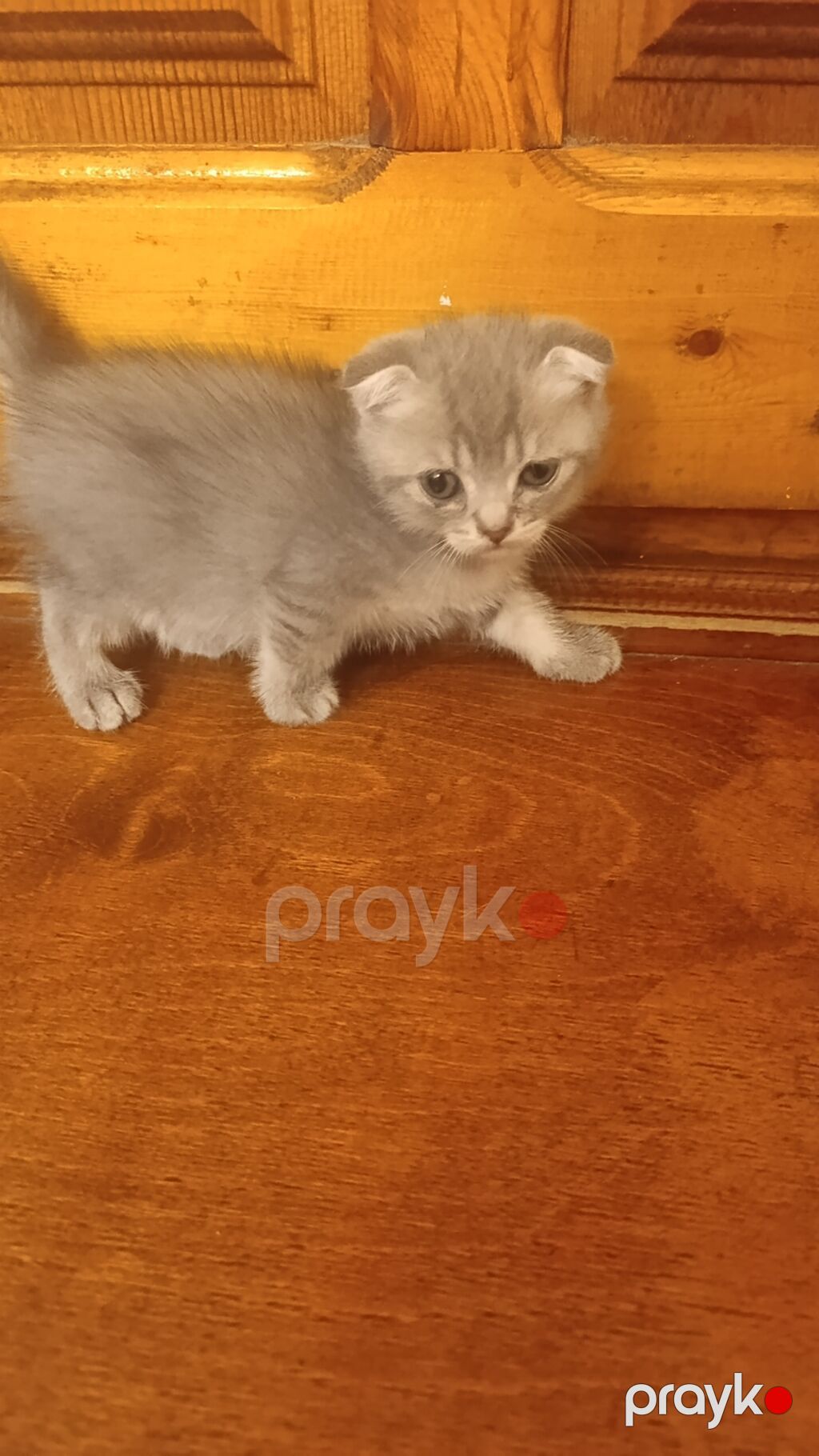 Şotland — Pişiklər, Digah (3)