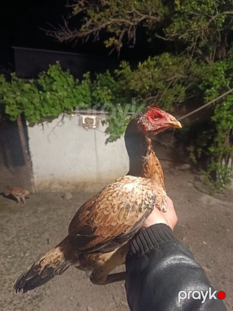 Heyratı toyuq — Sumqayıt