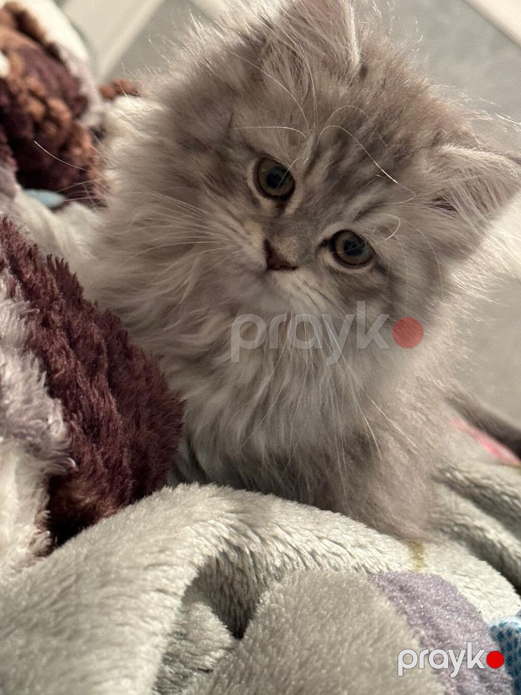 Şinşilla, Dişi, Yaxşı əllərə, Ödənişli çatdırılma — Pişiklər, Xırdalan (4)