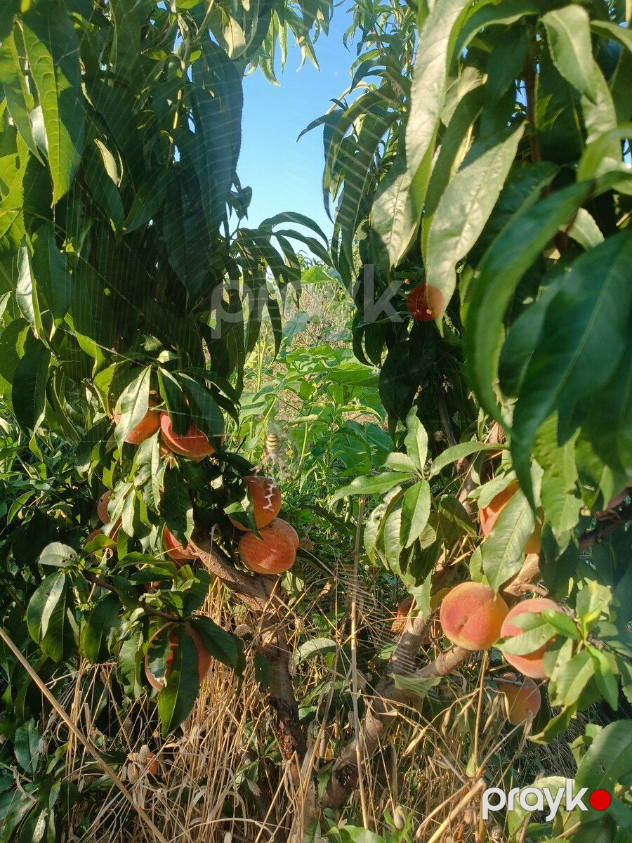 55 sot torpaq sahəsi, Xudat r — Torpaq, Xudat (6)