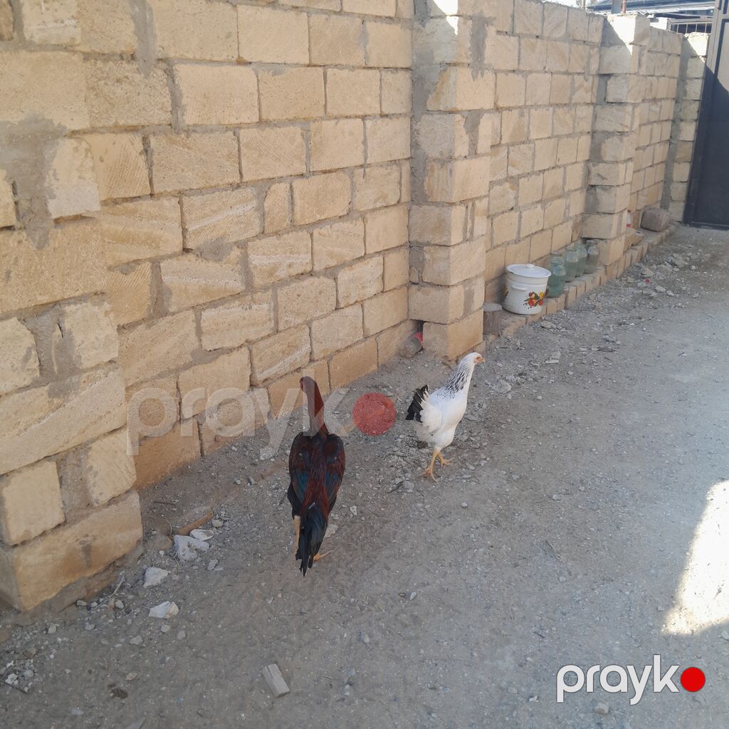 Xoruz, il: <1 — Toyuq və xoruz, Sumqayıt (5)