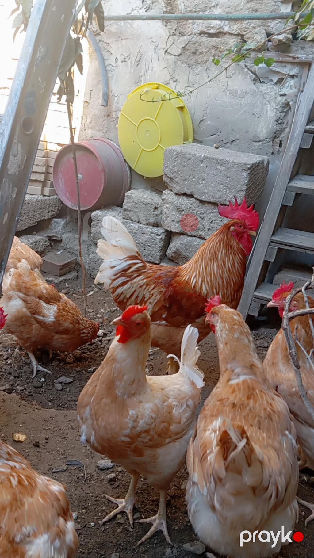 Məhsul: Yerli toyuqlar və xoruzlar (yumurta yönümlü qarışıq rəngli — Toyuq və xoruz, Digah (7)