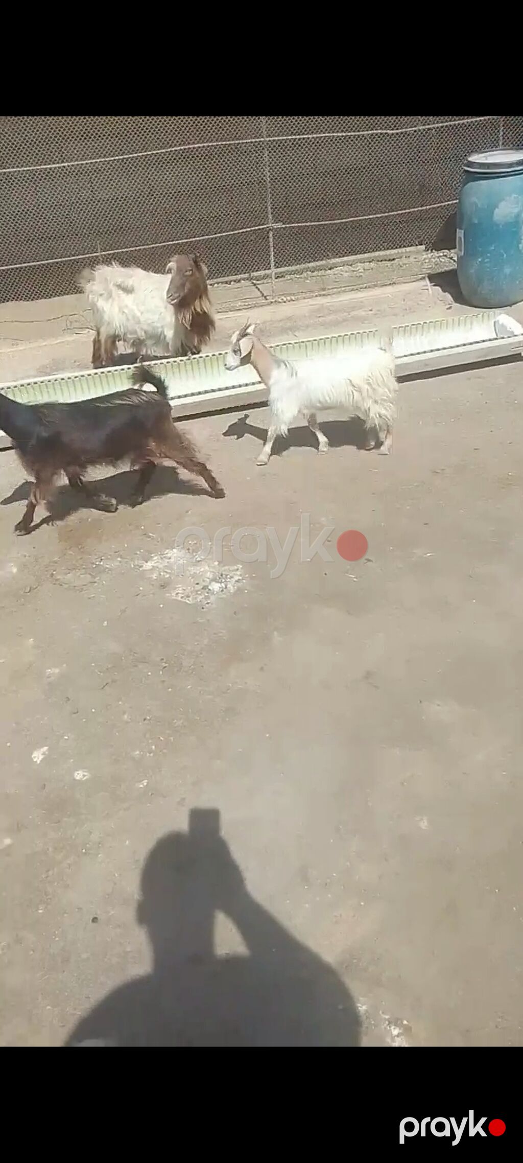 Allahın salamı olsun hər kəsə Qardaşlar damazlıq keçi və çəpışlər — Kənd təsərrüfatı heyvanları, Bakı (2)
