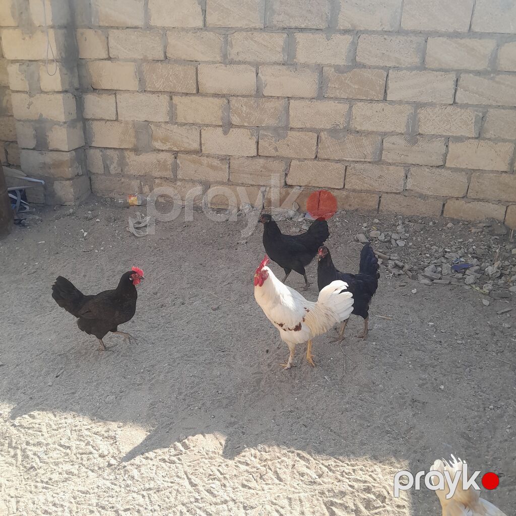 Toyuq, Damazlıq — Toyuq və xoruz, Sumqayıt (3)