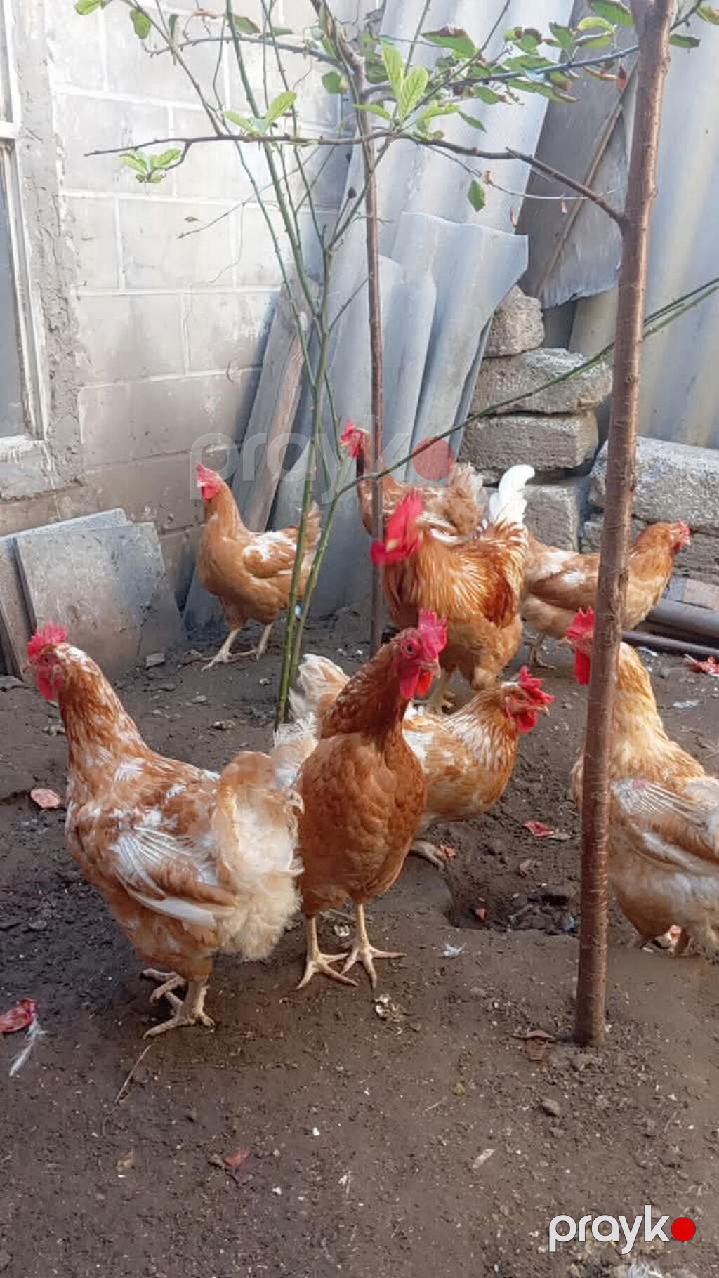 Məhsul: Yerli toyuqlar və xoruzlar (yumurta yönümlü qarışıq rəngli — Toyuq və xoruz, Digah (5)