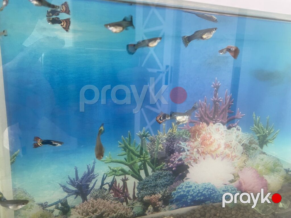 Dördbucaq akvarium, Balıqlarla birlikdə, 20 l, Ünvandan götürmə, Ödənişli çatdırılma — Akvariumlar və balıqlar, Digah (3)