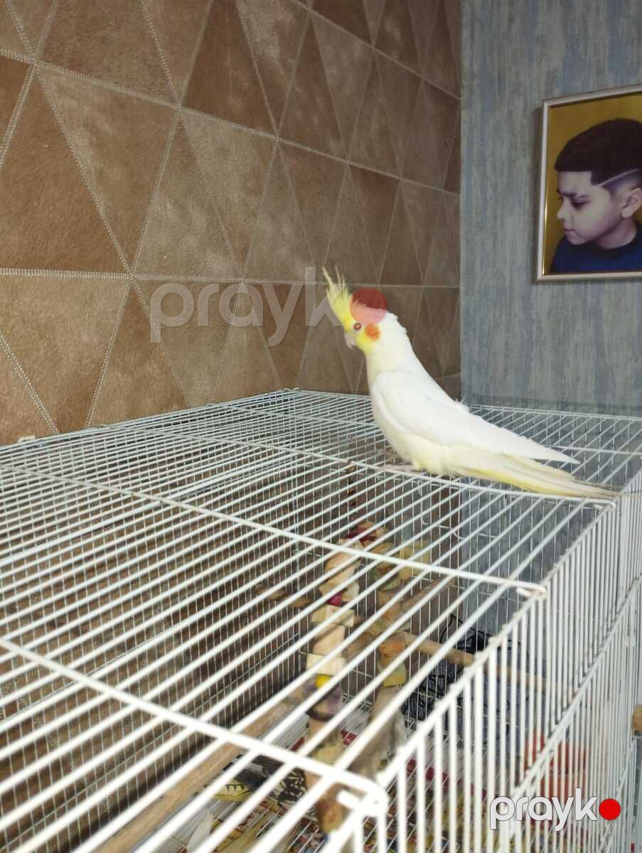 Tutuquşu "Korella" — Quşlar, Bakı (6)