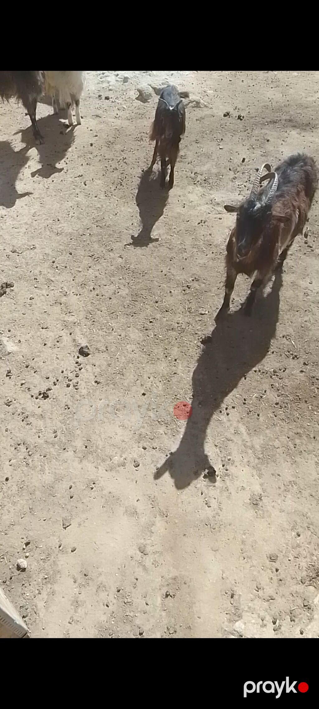 Allahın salamı olsun hər kəsə Qardaşlar damazlıq keçi və çəpışlər — Kənd təsərrüfatı heyvanları, Bakı (7)