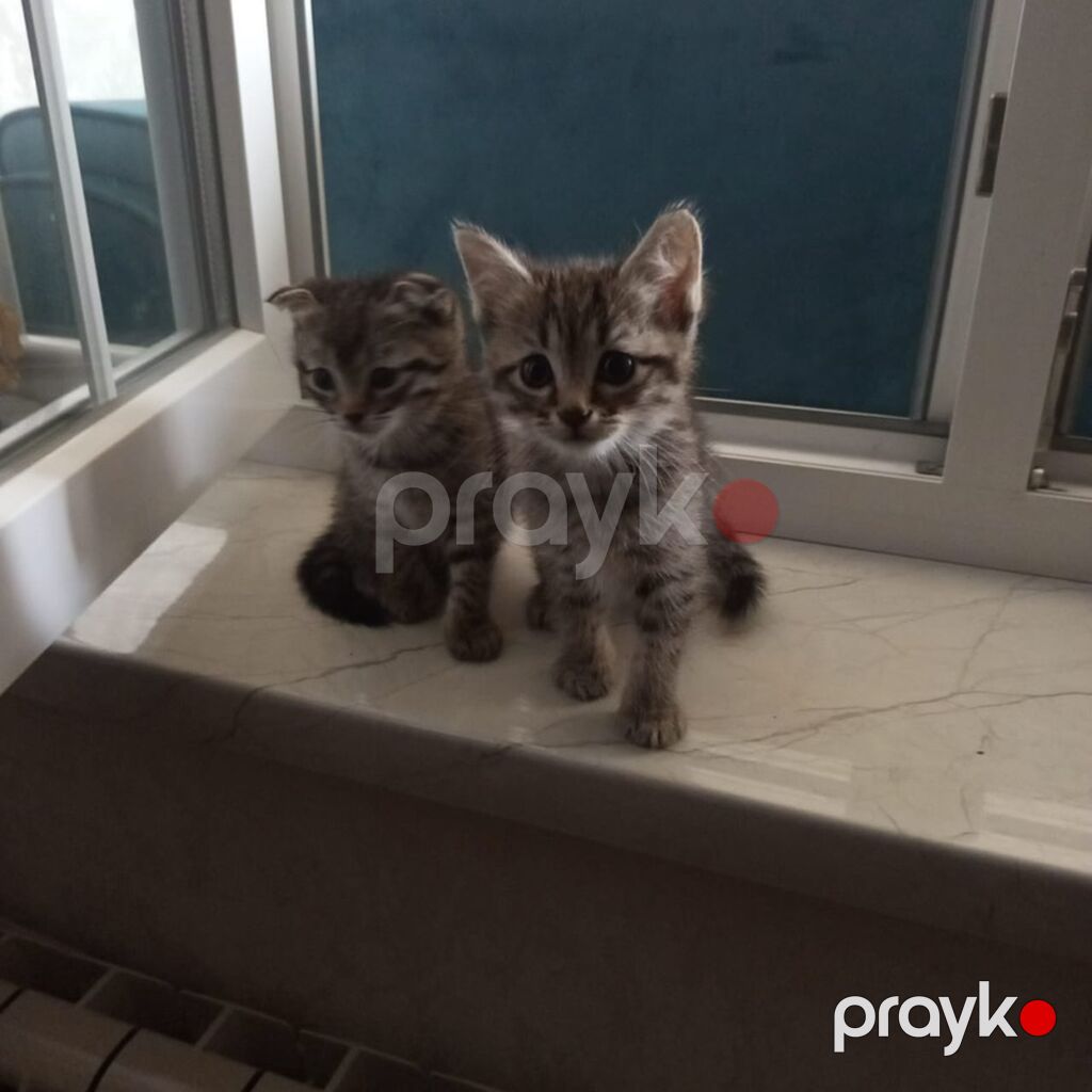 Tabbi — Pişiklər, Sumqayıt (5)