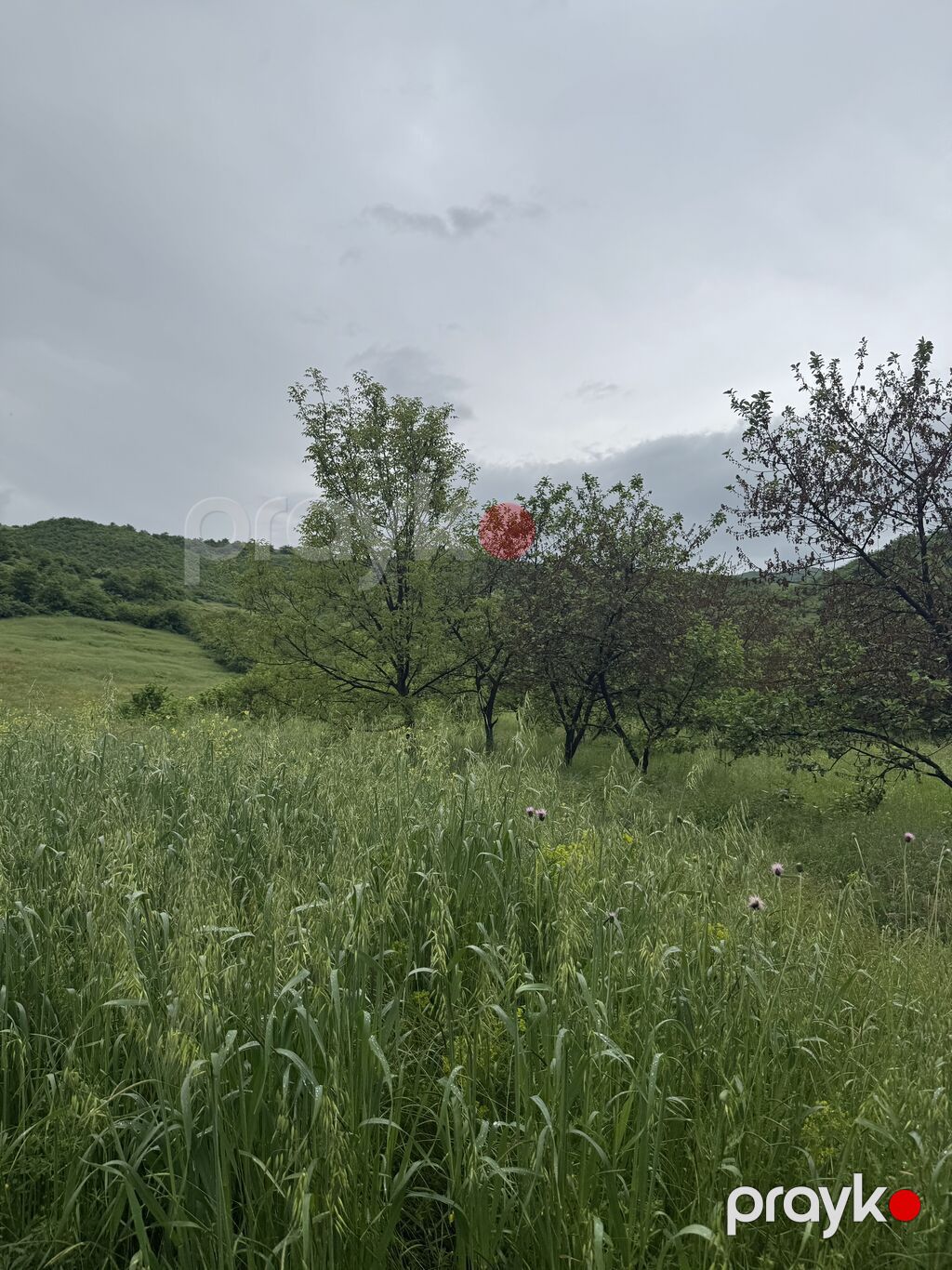 80 sot, Kənd təsərrüfatı, Mülkiyyətçi, Kupça (Çıxarış), Bələdiyyə — Torpaq, Quba (9)