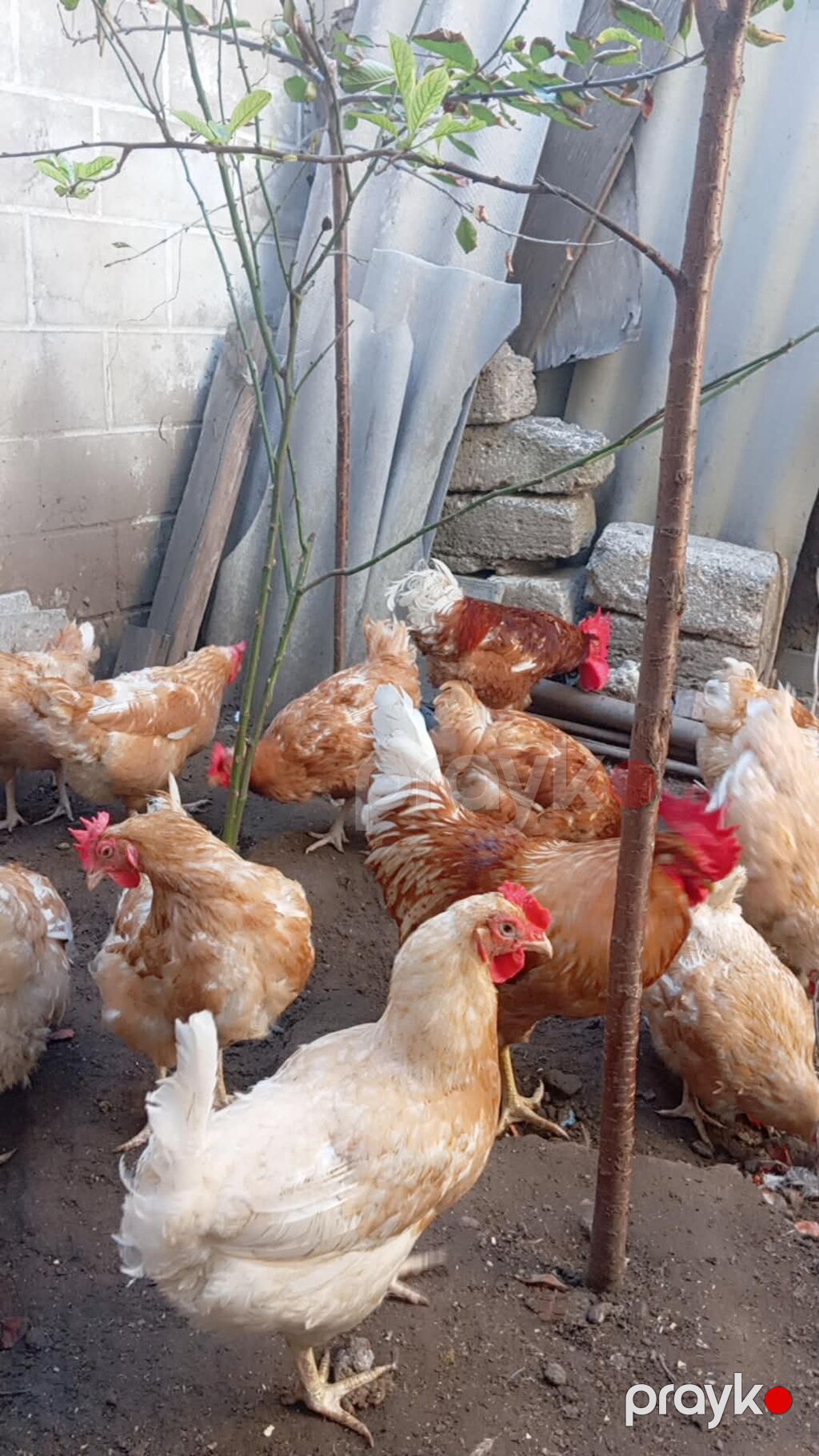 Məhsul: Yerli toyuqlar və xoruzlar (yumurta yönümlü qarışıq rəngli — Toyuq və xoruz, Digah (4)