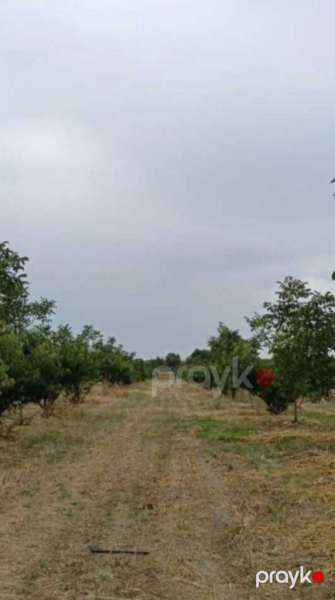 Satılır torpaq 127 sot — Torpaq, Xaçmaz (3)