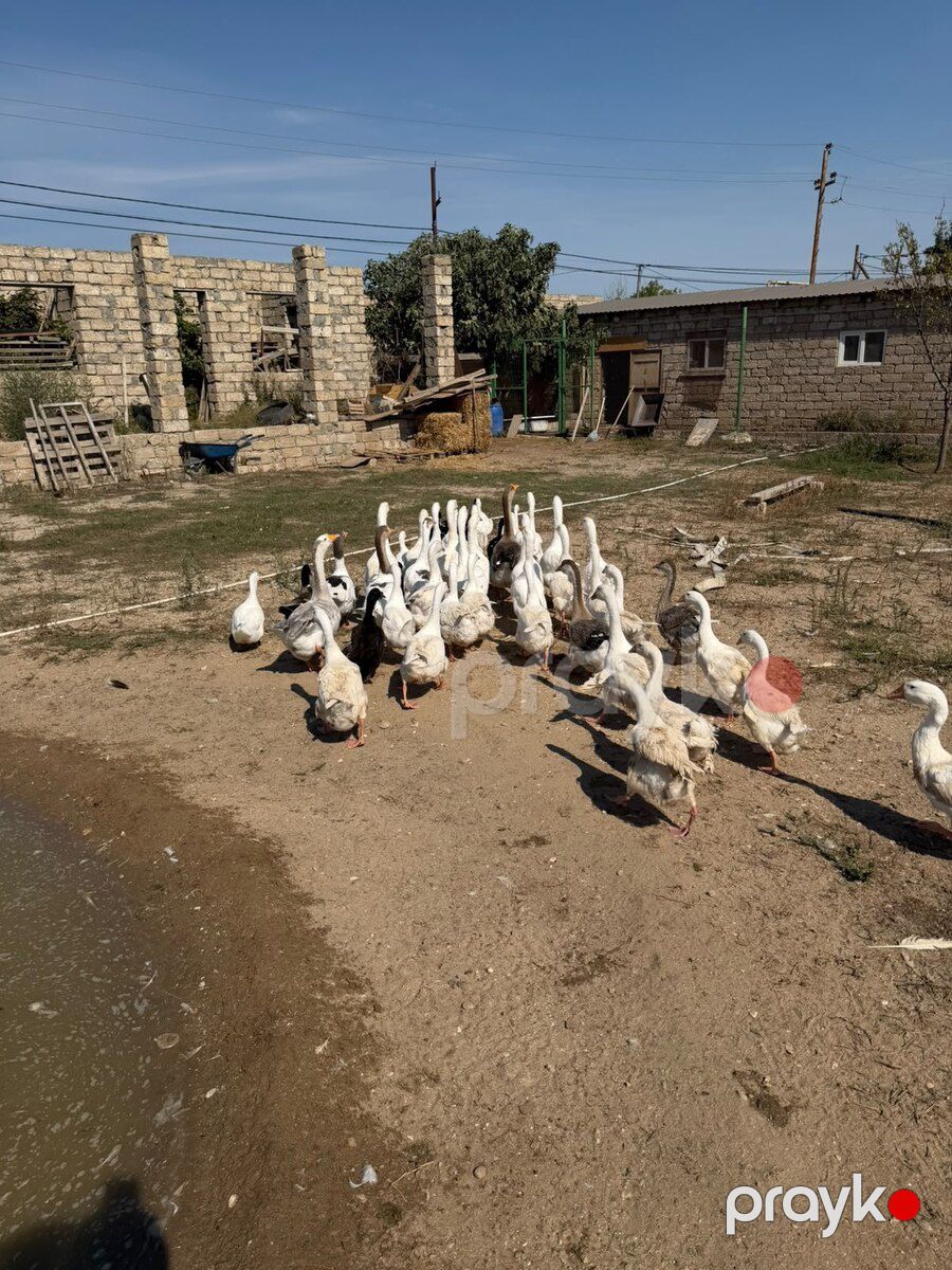 Qaz — Quşlar, Bakı (4)
