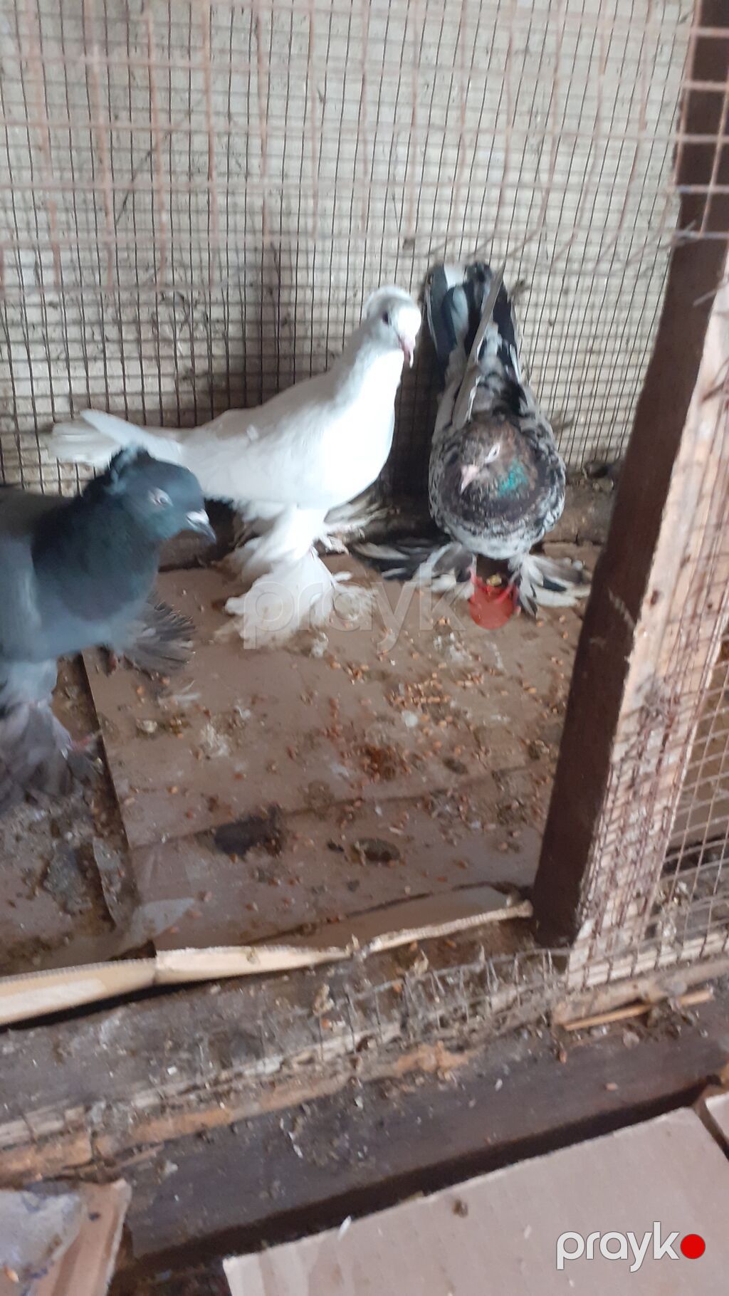 Cins göyərçinlər – 3 ədəd iri lelekli kekilli quslar satilir goy — Göyərçin, Digah (7)