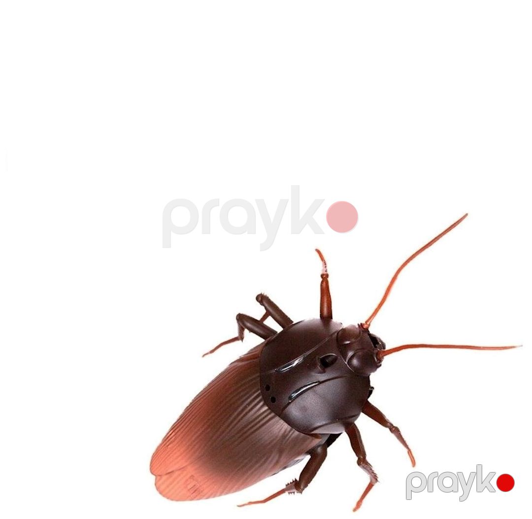 Radio ilə idarə olunan heyvan Tarakan Giant Roach 1288, 12+ yaş — Mallar, Bakı (2)