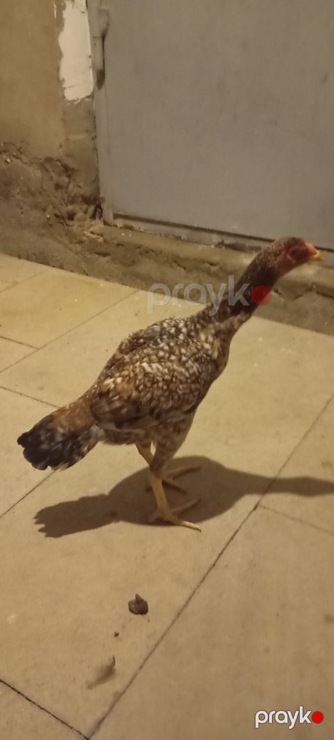 Heyratı fərə — Bakı