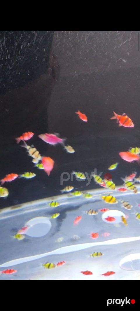 GloFish barbs balıqları — Bakı