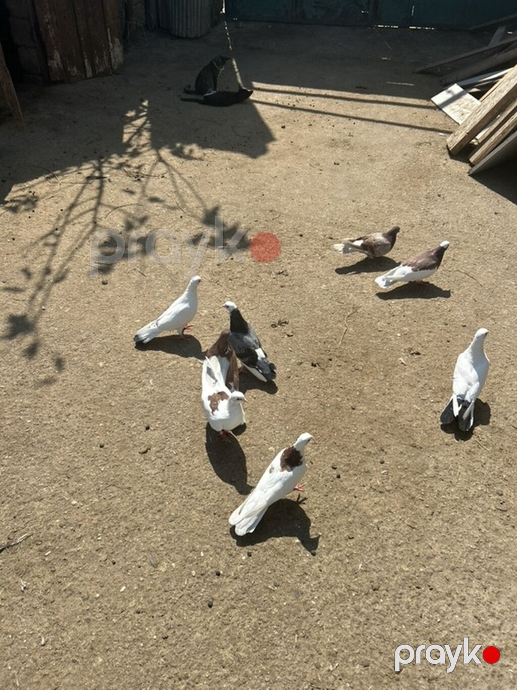 8 dene quwdu 5 manatdan — Göyərçin, Bakı (5)