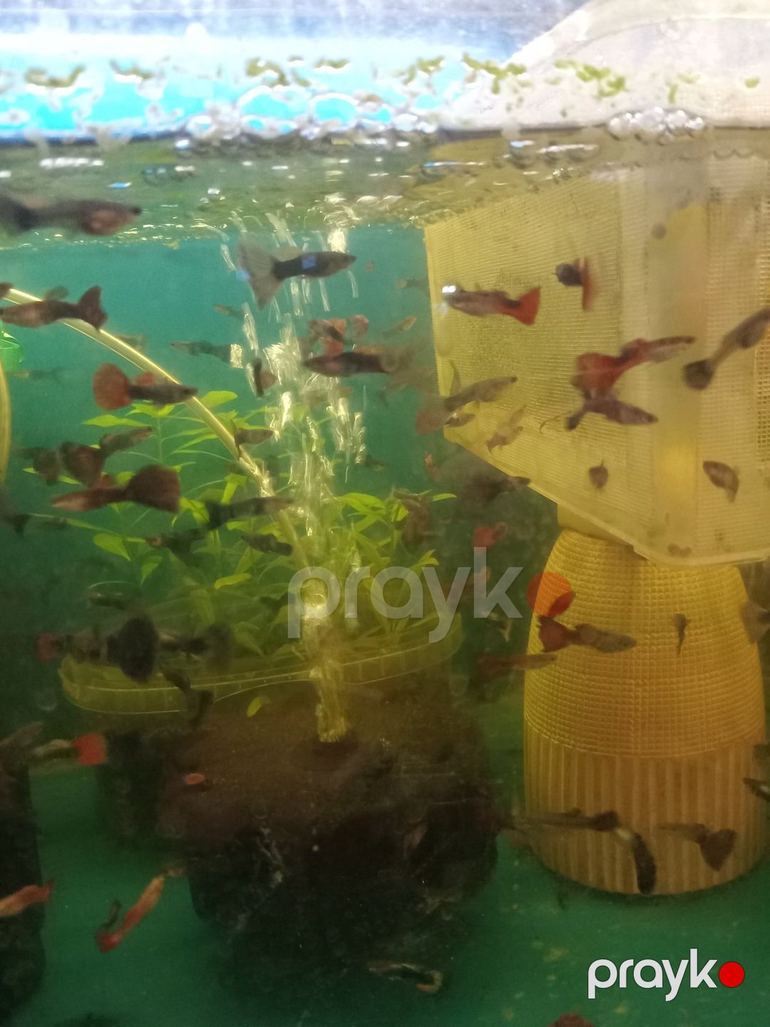 Quppi balığı — Akvariumlar və balıqlar, Bakı (8)