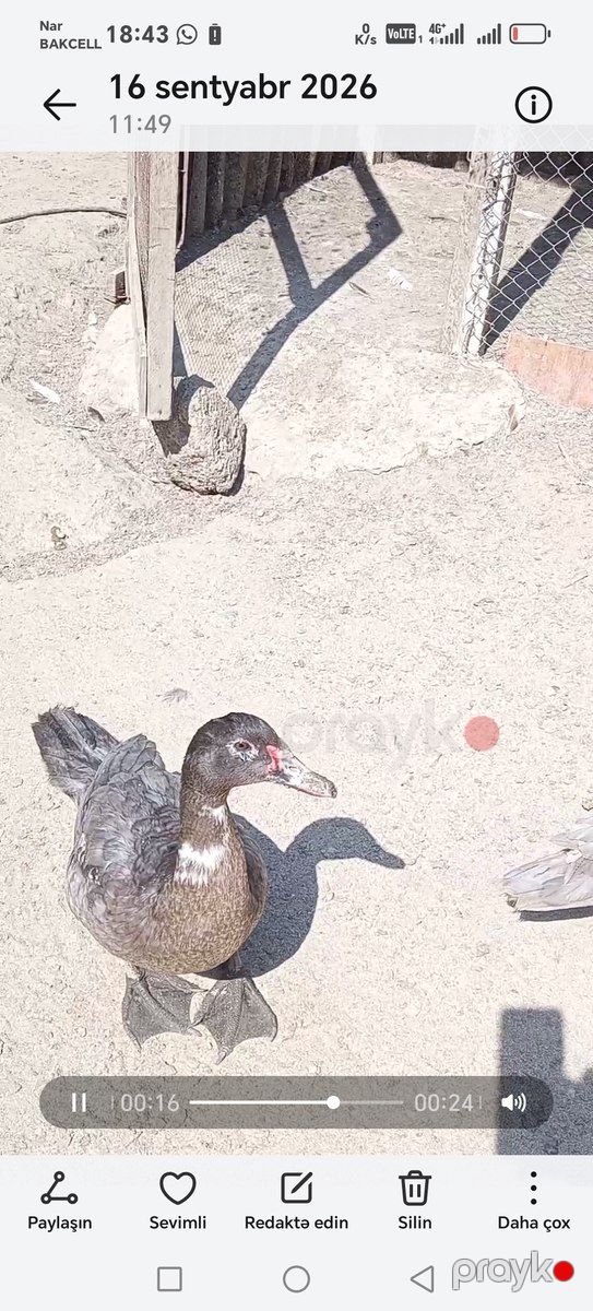 Ördəklər — Quşlar, Bakı (2)