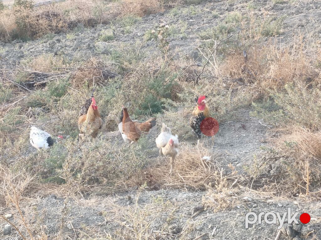 Toyuq, Damazlıq — Toyuq və xoruz, Ağsu (8)