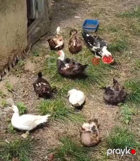 Say: şəkillərdə bir neçə yetkin və gənc fərd görünür — Bakı