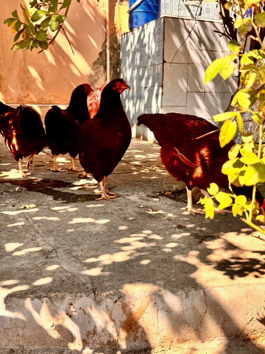Rhode İsland Red toyuqları — Quşlar, Bakı (4)