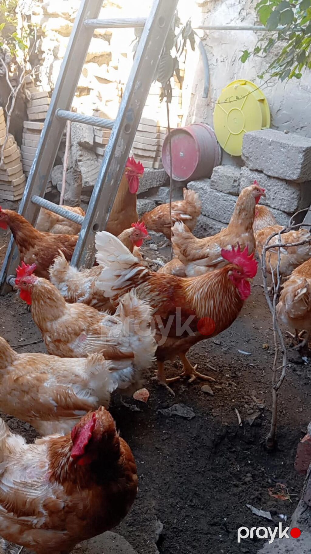 Məhsul: Yerli toyuqlar və xoruzlar (yumurta yönümlü qarışıq rəngli — Toyuq və xoruz, Digah (8)