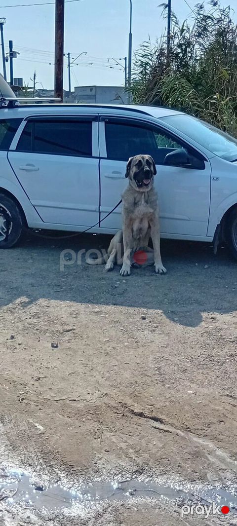 Çoban iti — Bakı